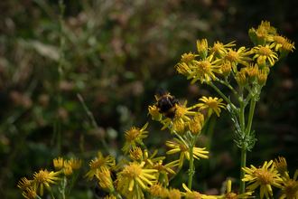 Bumble Bee on Ragwort Stephanie Chadwick