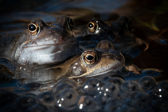 Common frog and frogspawn 2 pond Stephanie Chadwick