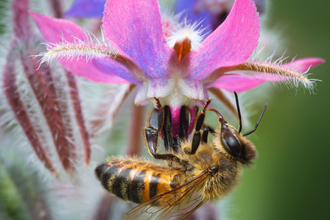 European Honey Bee Borage 2 Stephanie Chadwick