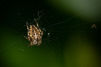 Garden Spider Stephanie Chadwick