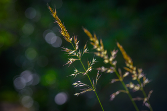 Grass Seed Heads Meadow Stephanie Chadwick