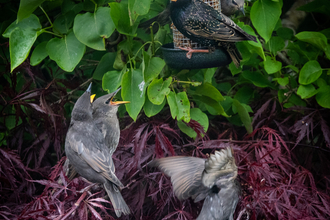 Mother feeding juvenile Starlings Stephanie Chadwick