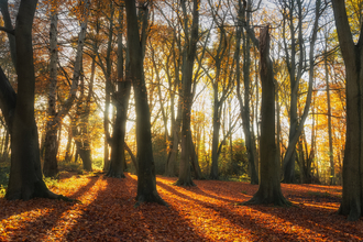 Trees with light behind golden colours