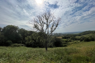 A tree with ash dieback in the middle of a field