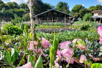 Redcatch Community Garden allotment