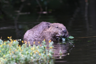 David Parkyn - David Parkyn/ Cornwall Wildlife Trust