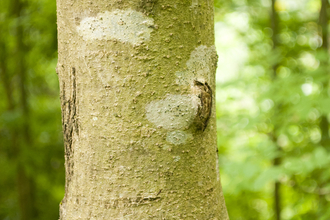 The bark of an ash tree