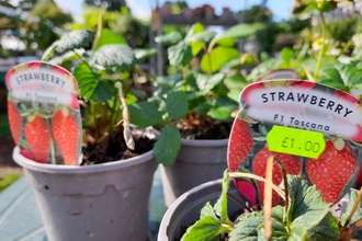 Redcatch Community Garden plant sale 2