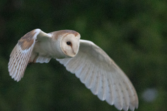 barnowl