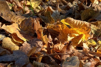 Volunteer_Autumn_leaves