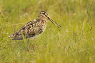 A winter wading bird