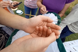 People taking part in insect survey