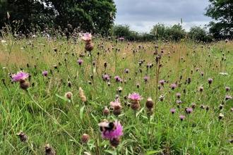 Wildflower Meadow on the Small Common at Whiteshill 