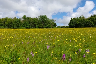 A wildflower meadow with trees in the background