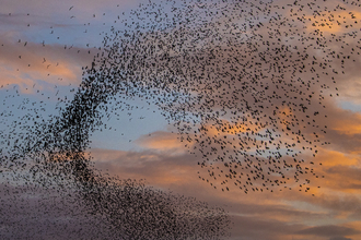 Starling murmurating against a sun-setting sky