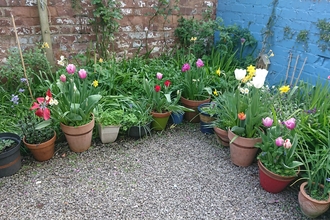 Pots in garden in BS3