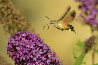 Hummingbird hawk moth
