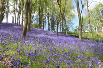 Bluebells covering the woodland floor