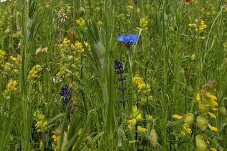 West Bristol Climate Action meadow
