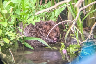 A beaver in the River Avon