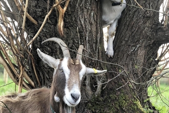 Street Goat goats at Hengrove Mounds