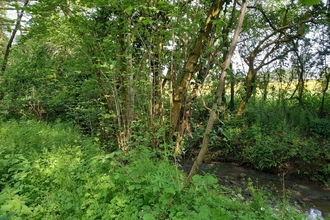 Dymocks Wood BS30 stream 