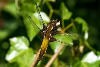 Dragonfly resting 