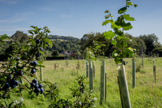 Corston Community Orchard