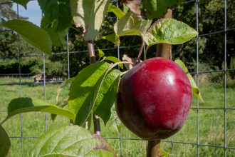 Corston Community Orchard