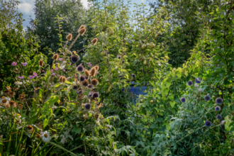 Bath Organic Group