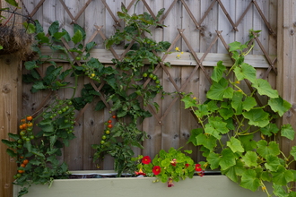 Wildlife friendly food growing garden