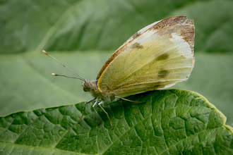 Wildlife friendly food growing garden butterfly