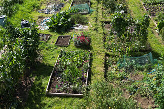 Wildlife friendly allotment plot in Bath