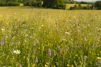 Summer meadow at Folly Farm