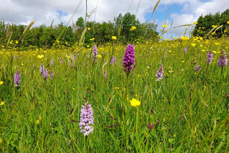 Orchids in meadow at Folly Farm