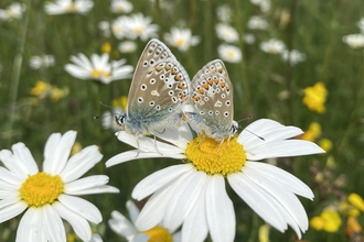 Common Blue Butterflies on Oxeye Daisy, Hawkfield Meadows, (c) Alex Dommett
