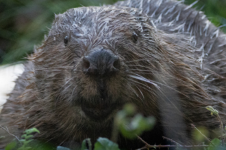 Beaver looking at the camera