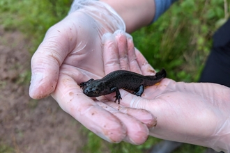 Great Crested Newt, Stockwood Open Space, (c) Rosie Jackson