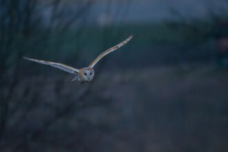 Barn owl 