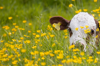 Cow in buttercups