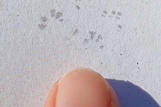 Dormouse footprints on footprint tunnel