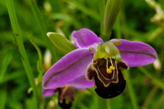 Bee Orchid, Hengrove Mounds, (c) Ainsley Dwyer