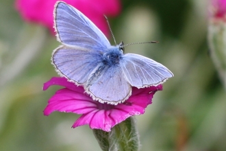 Holly blue butterfly