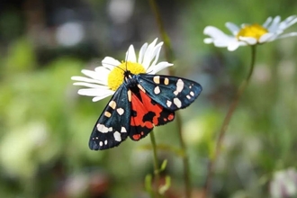 Moth Scarlet Tiger in garden