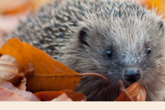 Hedgehog in autumn leaves
