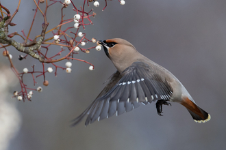  A waxwing in flight