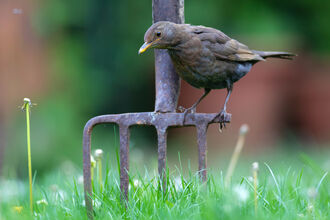 Blackbird on spade