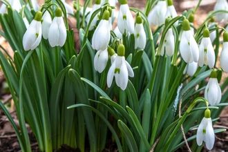 Snow drops in flower