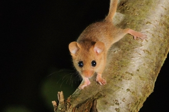 Dormouse on branch