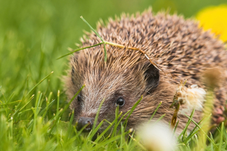 Hedgehog in grass